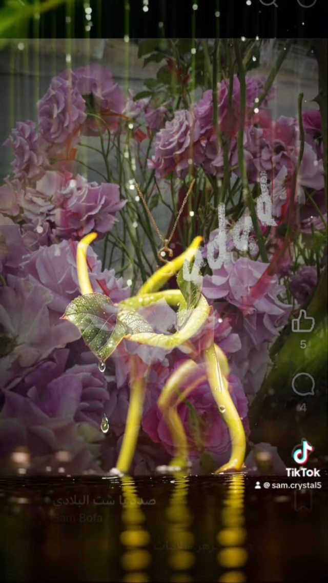 Image du clip : les deux danseurs en feuilles se rapprochent l’un de l’autre sur le fond de roses violettes.